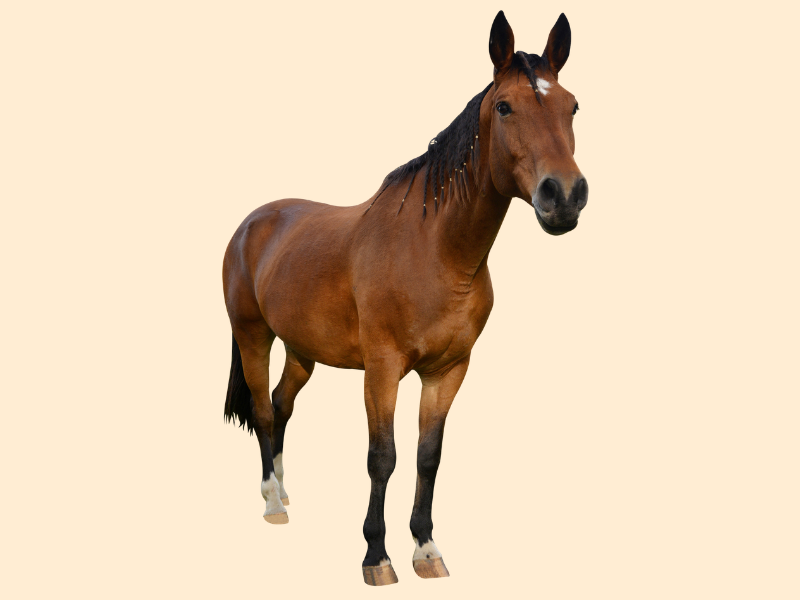 Chevaux