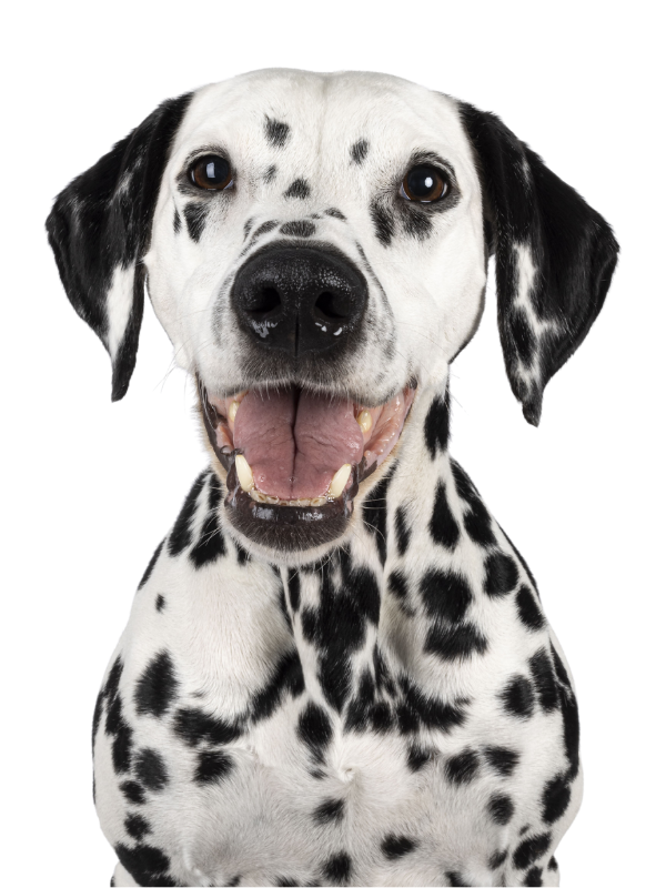 Chiens