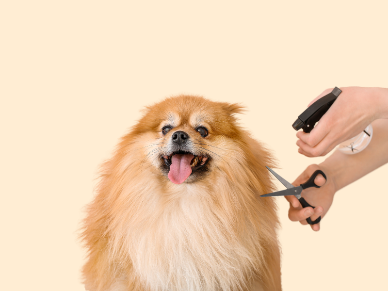 Soins et Hygiène - Chien