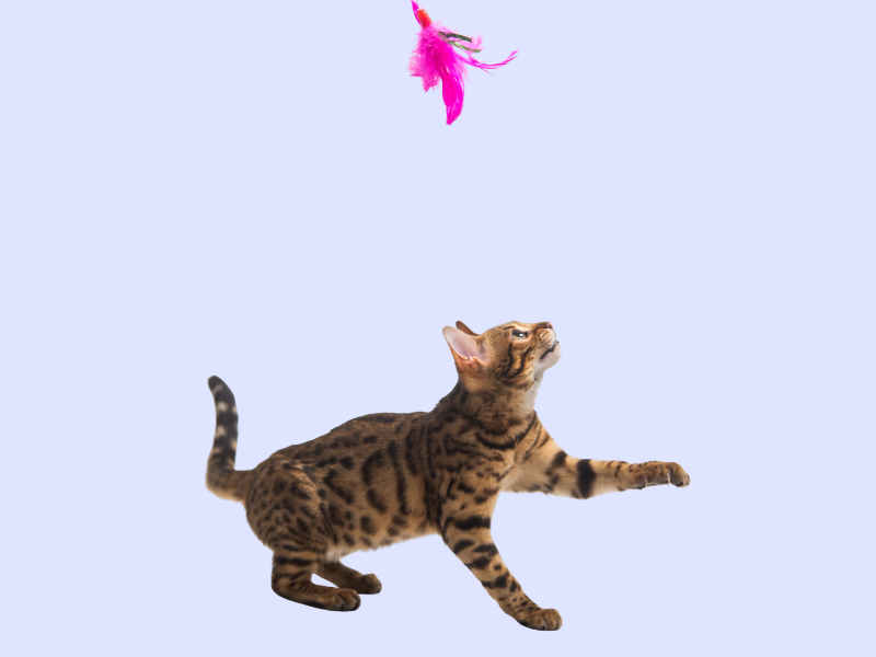 Chat qui joue avec des plumes