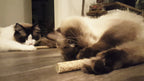 Jouet haltère au MADNIP pour chat – Addicted!