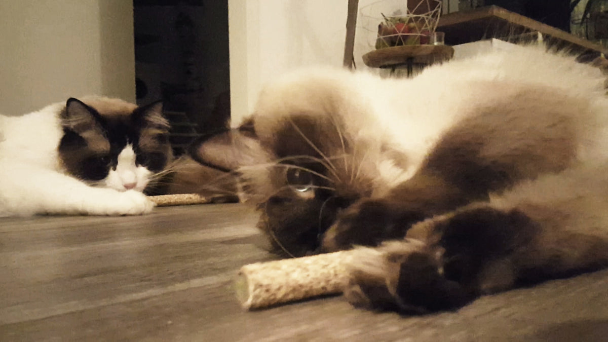 Jouet haltère au MADNIP pour chat – Addicted!