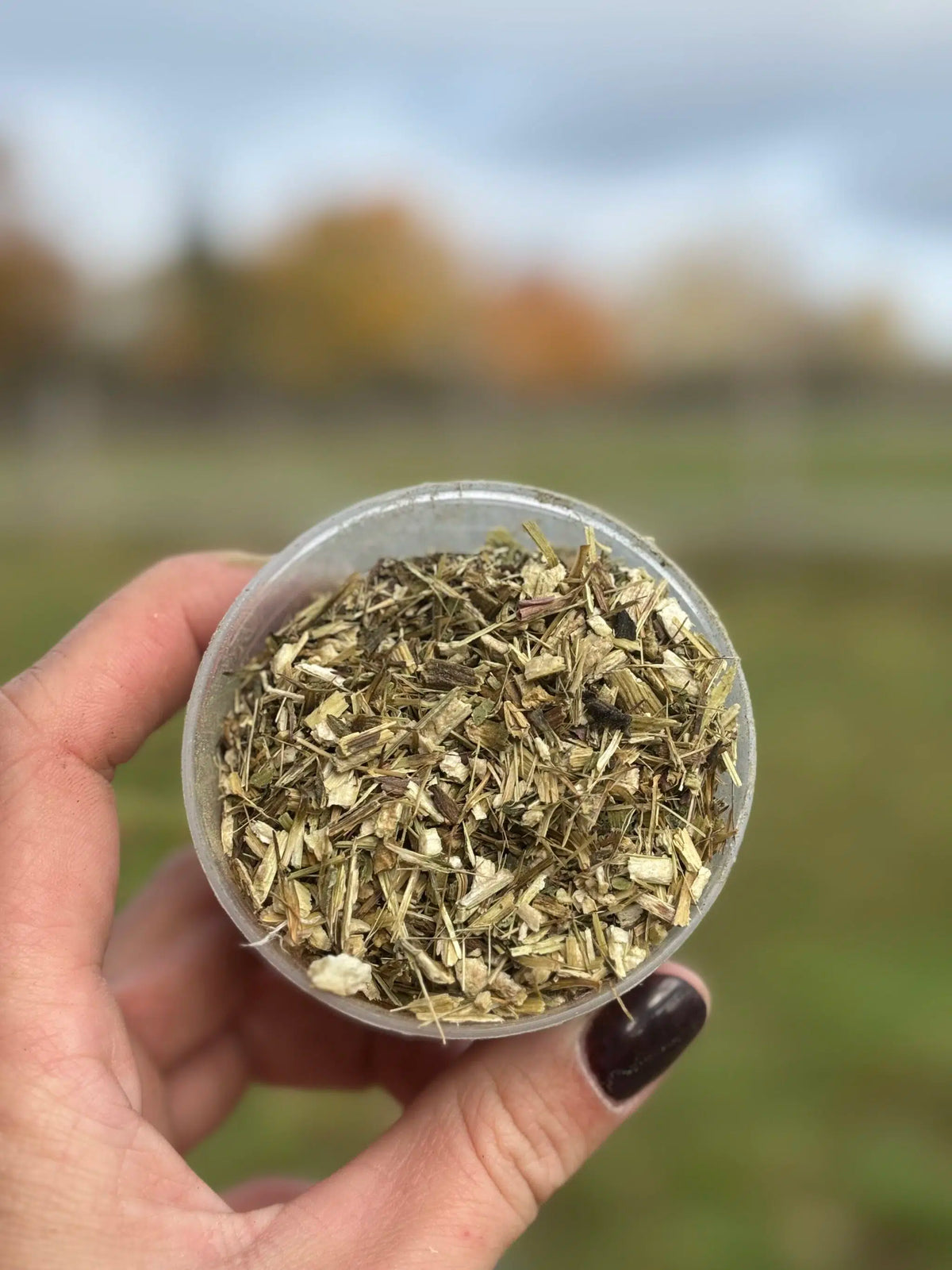 Échinacée 100 % pure – Défenses naturelles du cheval