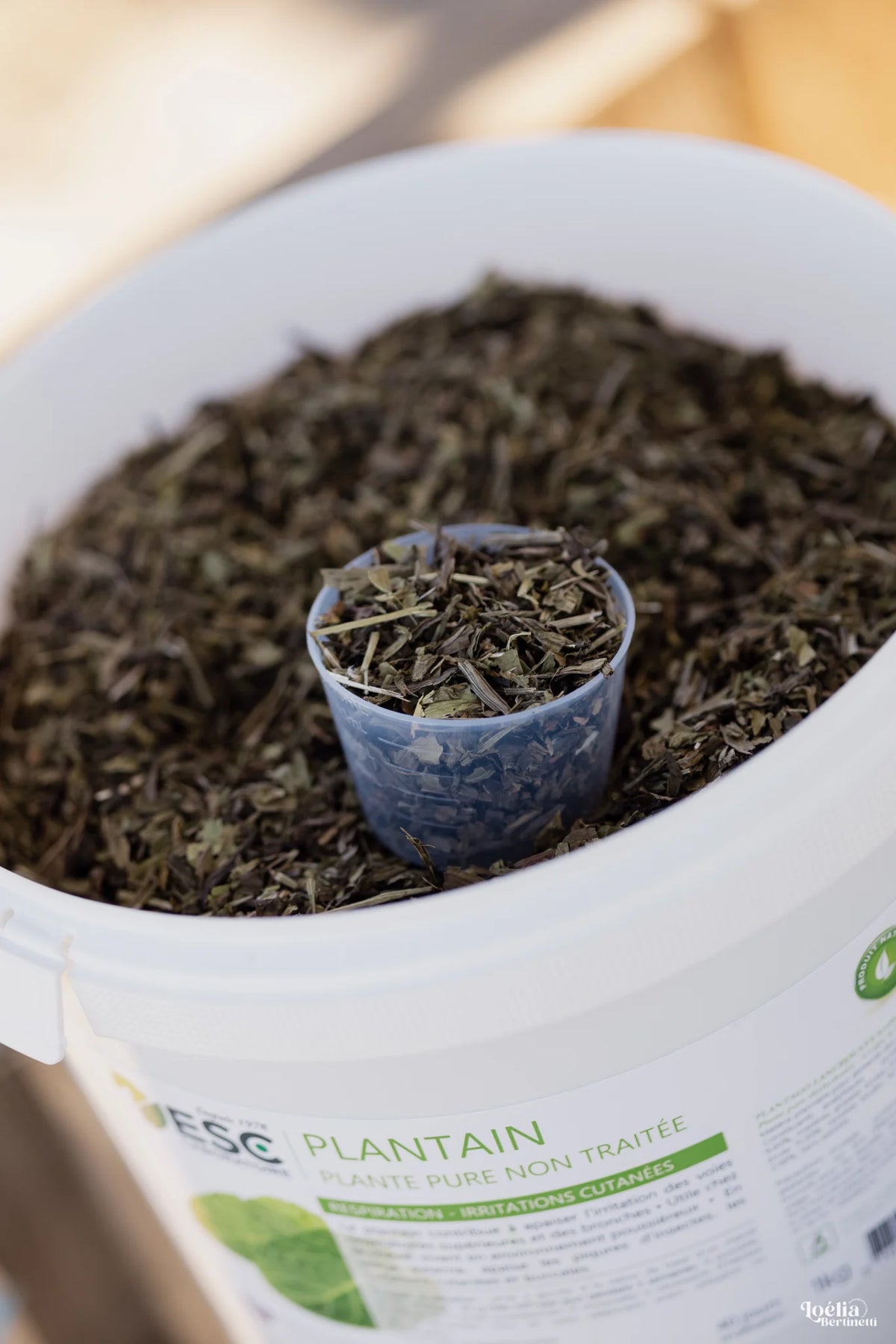 PLANTAIN – Respiration & irritations cutanées du cheval – Plante pure